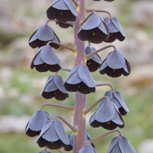 Fritillaria persica